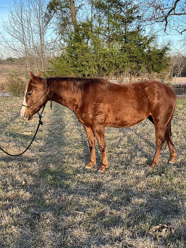 ranch-quarter-horse