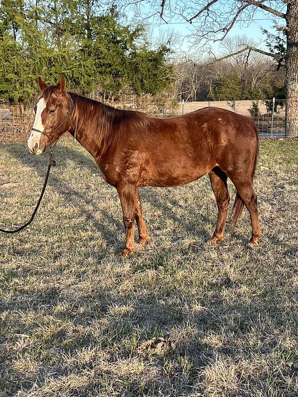 ranch-versatility-quarter-horse