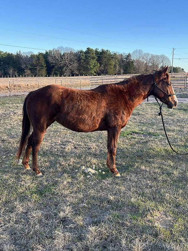 trail-quarter-horse