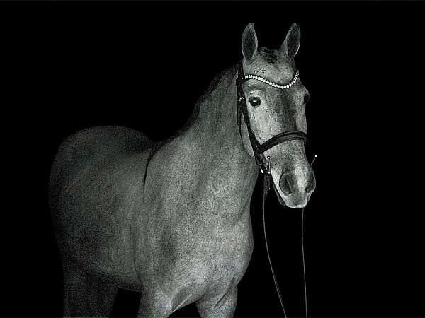 grey-fshr-pony