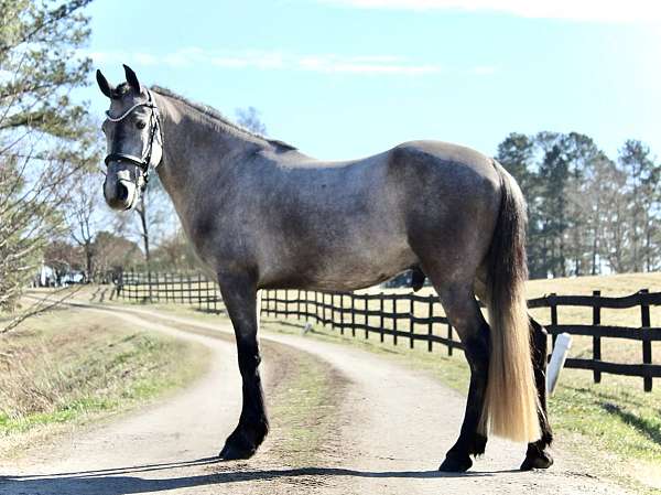 barn-friesian-pony