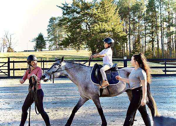 classical-friesian-pony