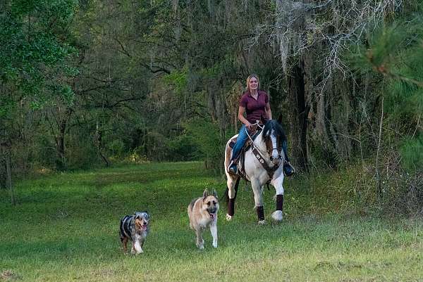 athletic-gypsy-vanner-horse