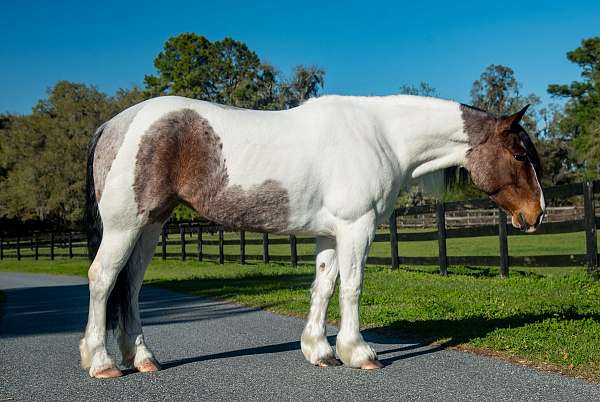 husband-safe-gypsy-vanner-horse