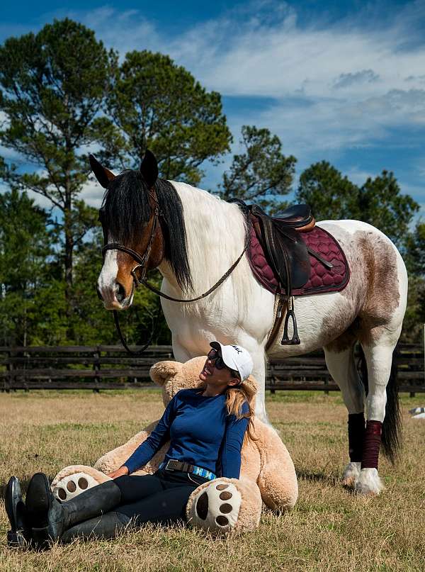 parade-gypsy-vanner-horse