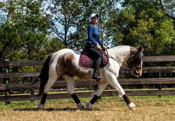 reining-gypsy-vanner-horse