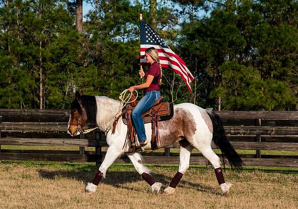 ridden-english-gypsy-vanner-horse