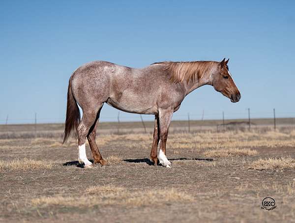 athletic-quarter-pony