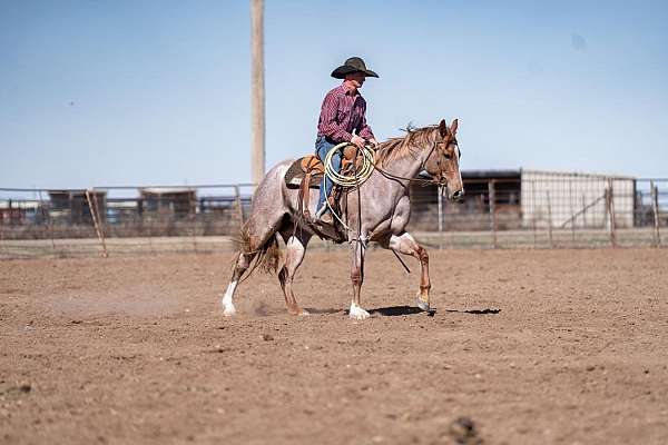 calf-roping-quarter-pony