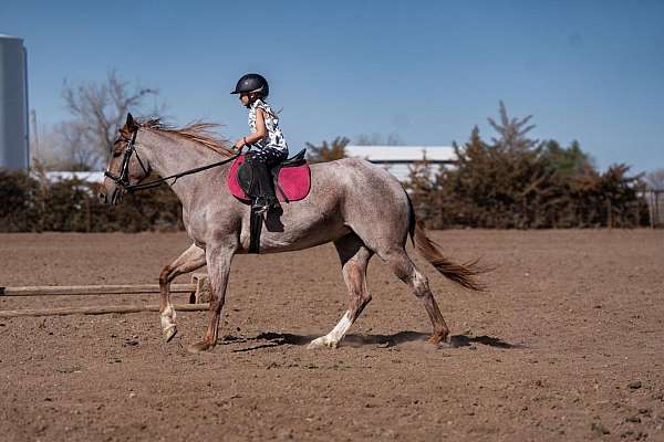 performance-quarter-pony