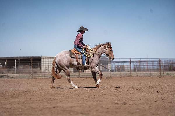 ranch-versatility-quarter-pony