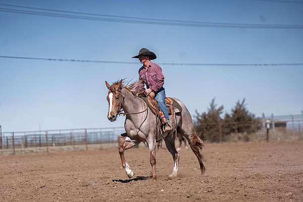 ranch-work-quarter-pony