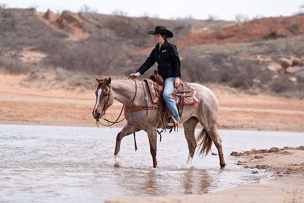 ridden-western-quarter-pony