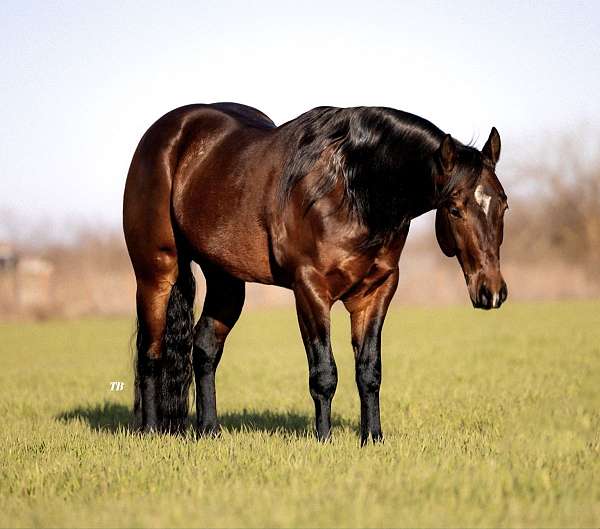 athletic-quarter-horse