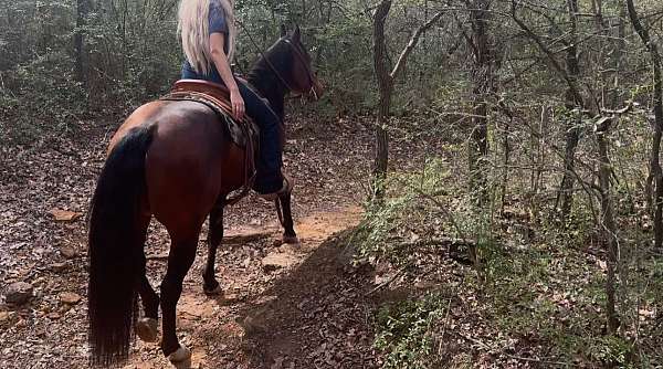 parade-quarter-horse