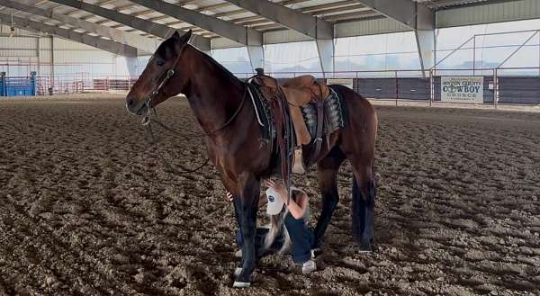 ranch-work-quarter-horse