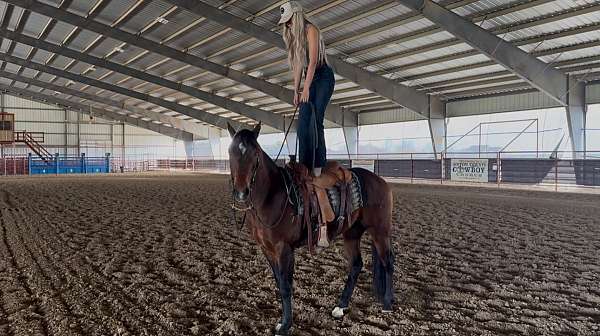 roping-quarter-horse