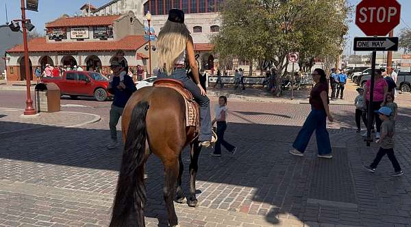 western-riding-quarter-horse