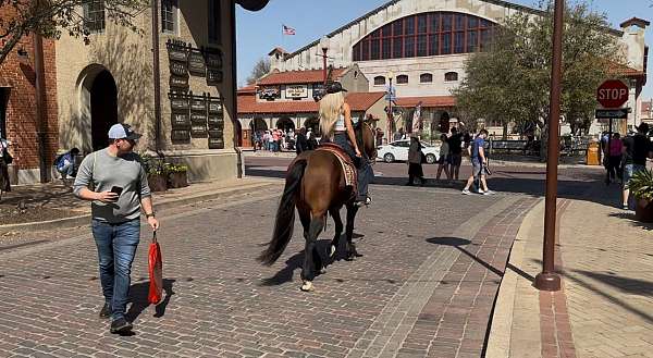 working-cattle-quarter-horse