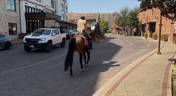 bay-quarter-horse-gelding