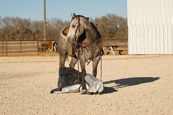 flashy-quarter-horse