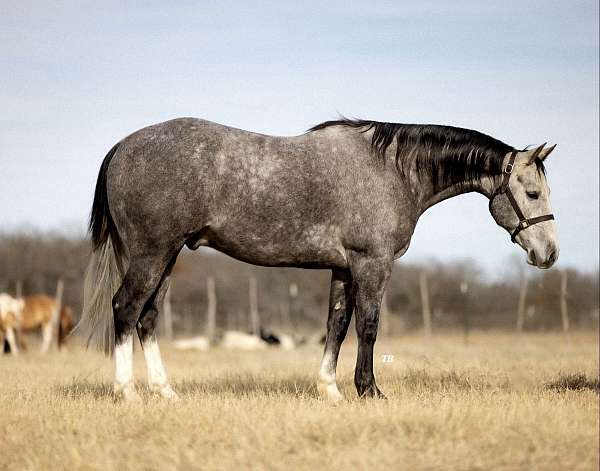 kid-safe-quarter-horse