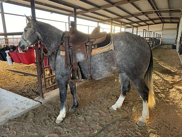 husband-safe-quarter-horse