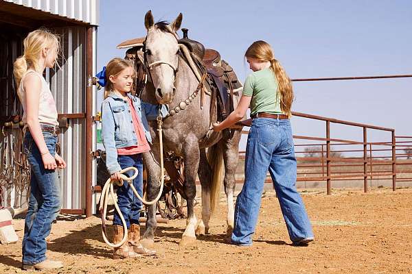 ranch-work-quarter-horse