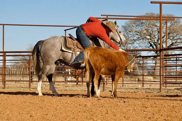 ridden-english-quarter-horse