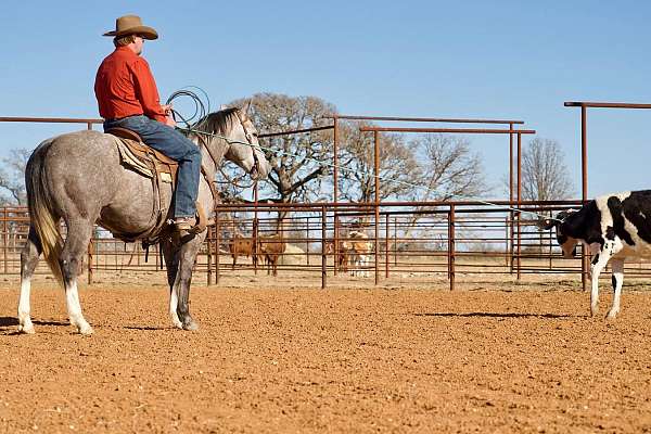 ridden-western-quarter-horse