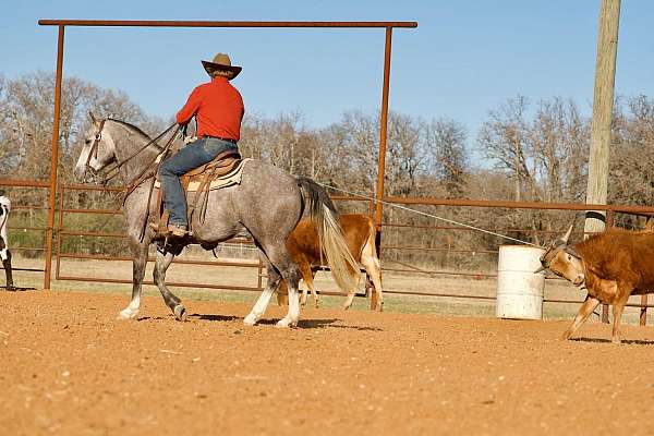 roping-quarter-horse