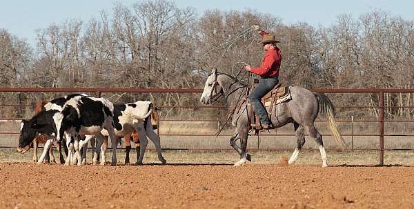 show-quarter-horse