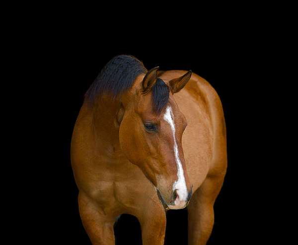 athletic-quarter-horse