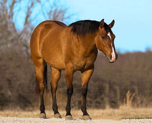 breeding-quarter-horse