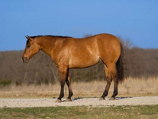 calf-roping-quarter-horse