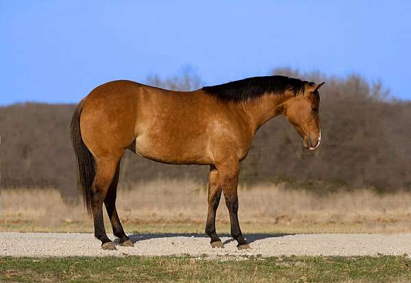 flashy-quarter-horse