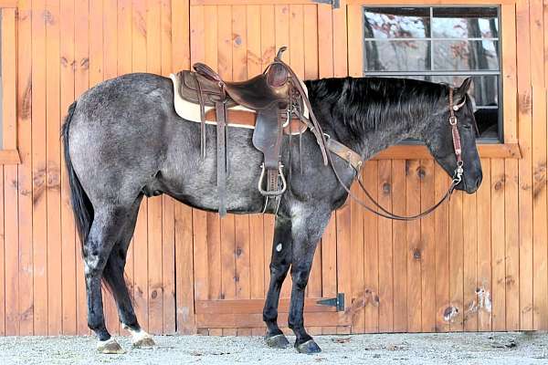 husband-safe-quarter-horse