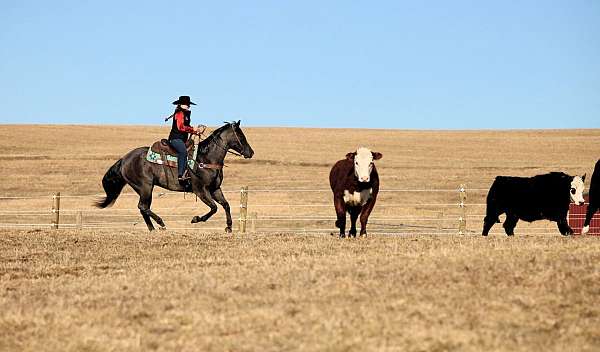 ranch-versatility-quarter-horse