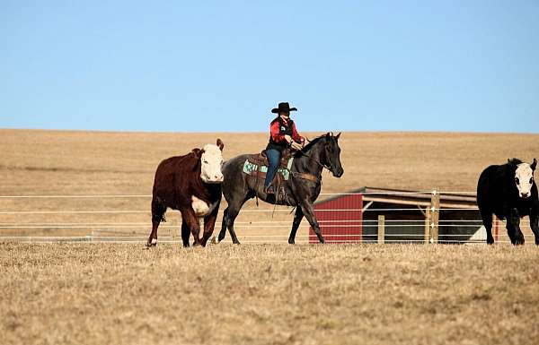 ranch-work-quarter-horse