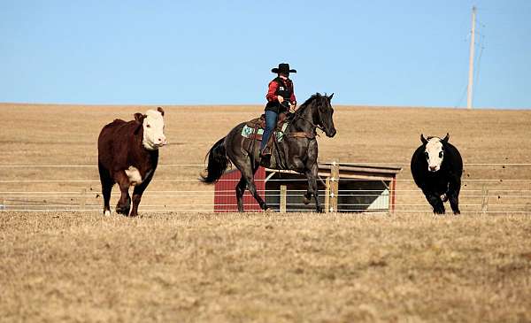 roping-quarter-horse