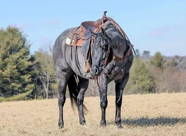 trail-quarter-horse