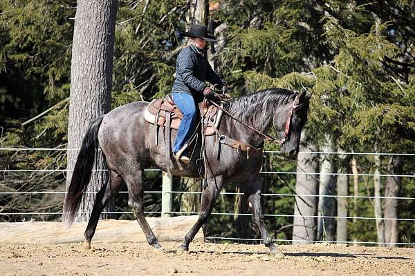 trail-riding-quarter-horse