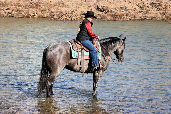 western-riding-quarter-horse