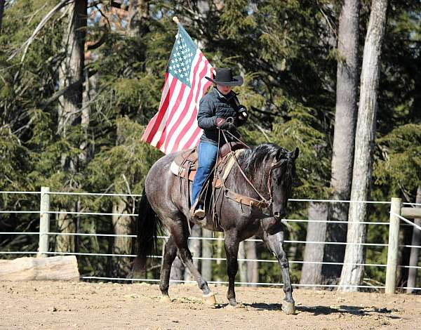 working-cattle-quarter-horse