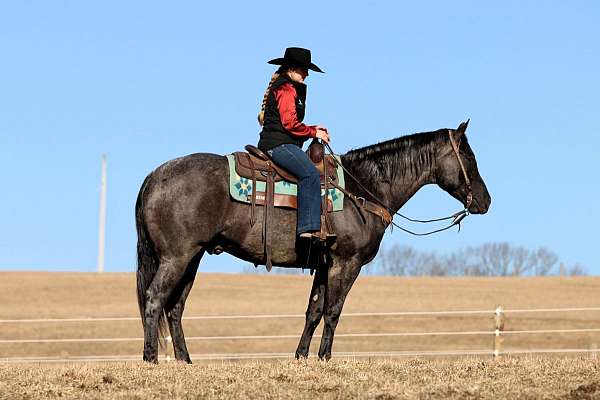 blue-roan-all-around-horse