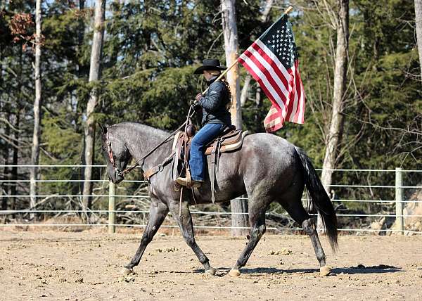 blue-roan-quarter-horse-gelding