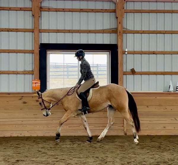 beginner-quarter-horse