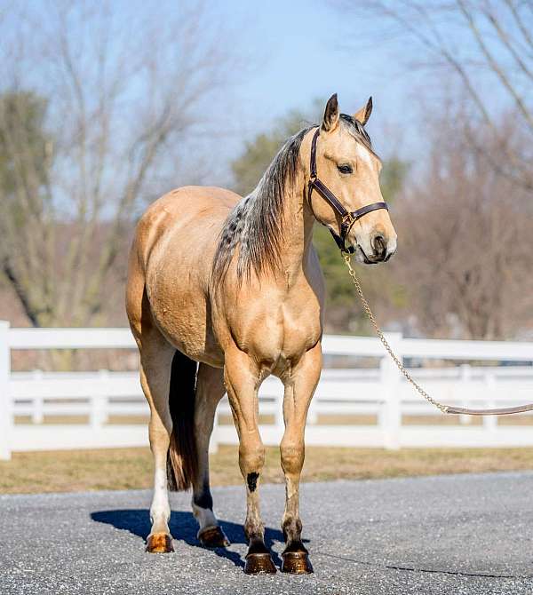 ranch-versatility-quarter-horse