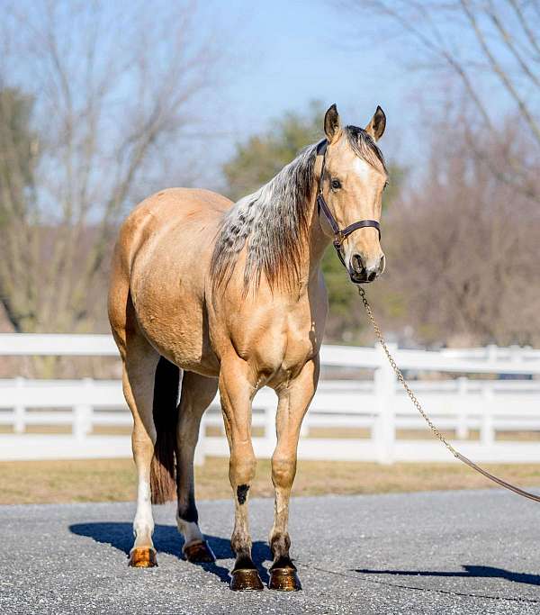 ranch-work-quarter-horse