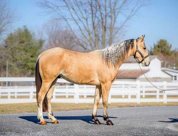 ridden-english-quarter-horse